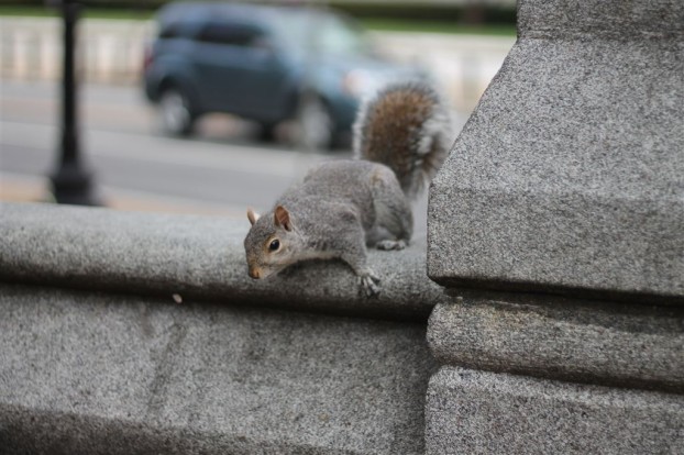 Eichhörnchen in Washington DC (Squirrel)