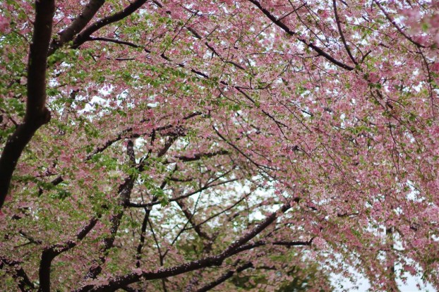 Kirschblüte Washington DC Cherry Blossom 