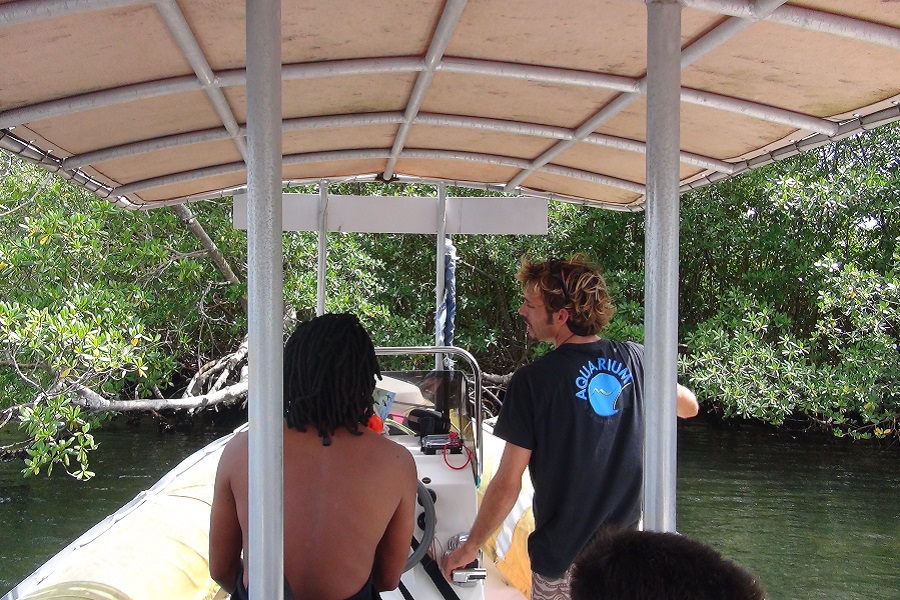 Ecotour Guadeloupe: Mit Boot und Guide geht es durch die Mangroven