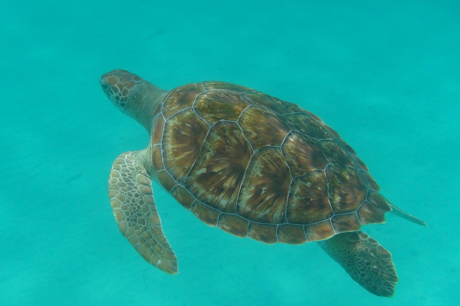 Meeresschildkröte (Sea Turtle) vor der Insel Guadeloupe
