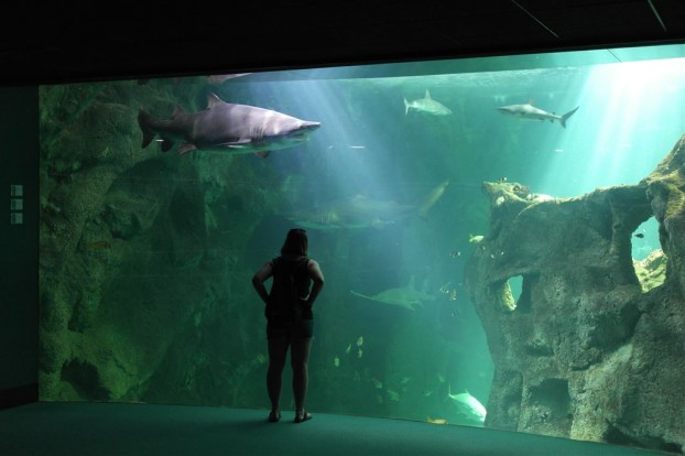 Aquarium La Rochelle - Haibecken