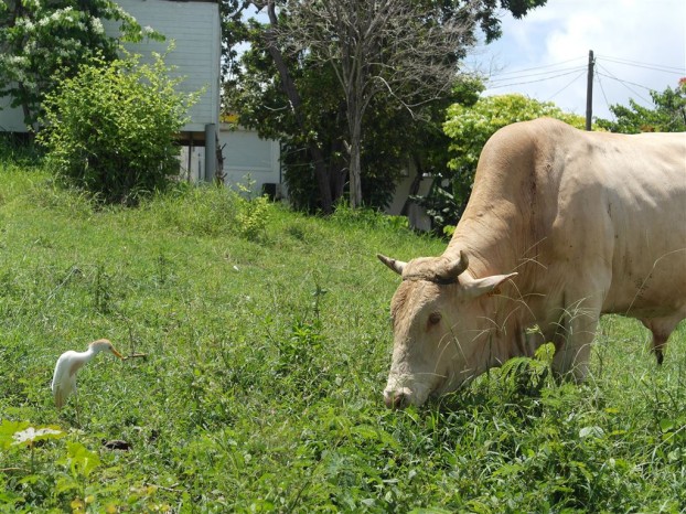 Rind und Kuhreiher auf Guadeloupe