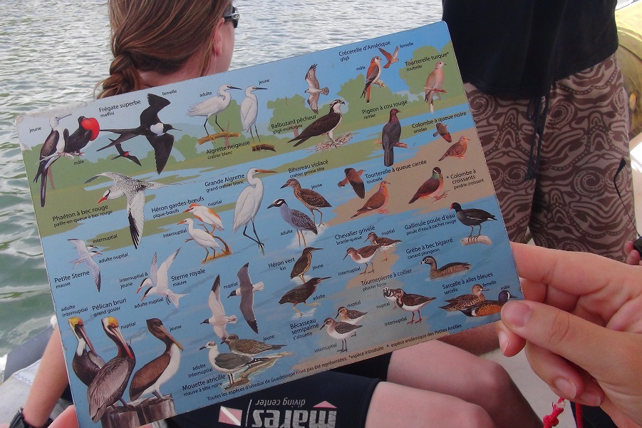 Als Laien hilft uns die Karte beim Vogelspotting in Guadeloupes Mangroven