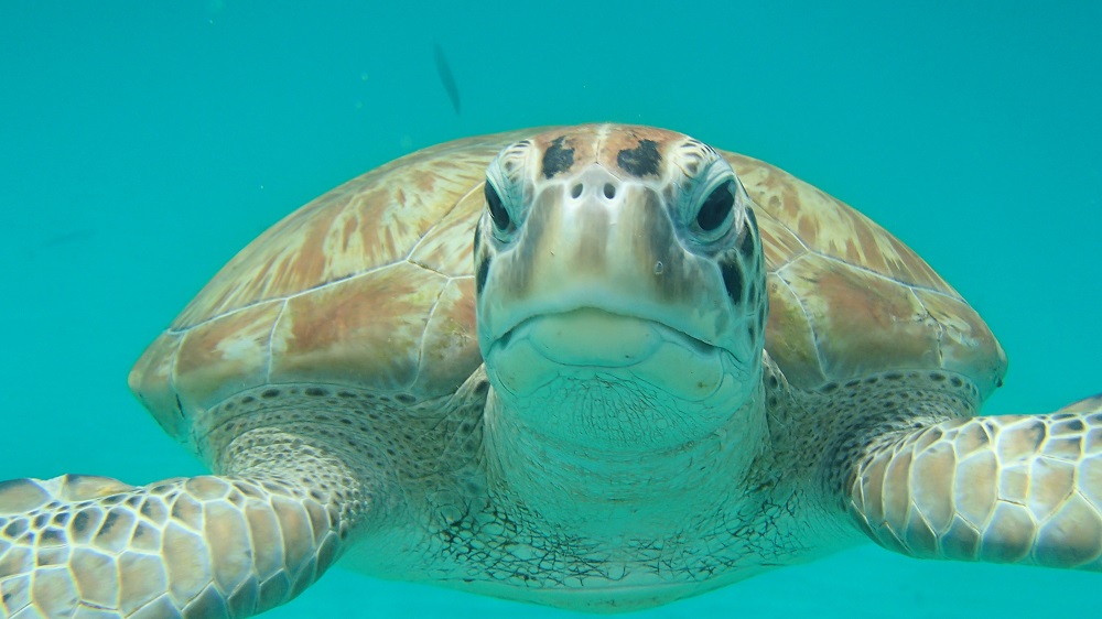 Turtle Barbados: Meeresschildkröte hautnah