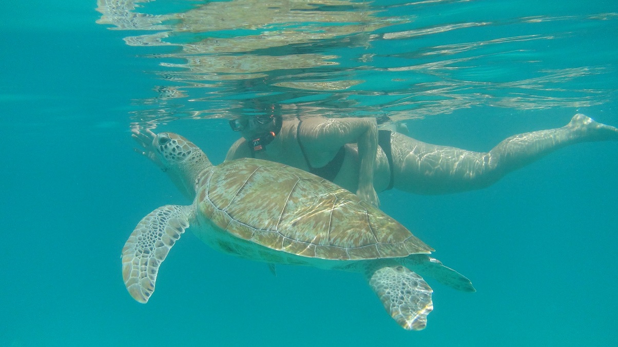 Barbados Schwimmen mit Schildkröten - Calabaza Sailing Cruises