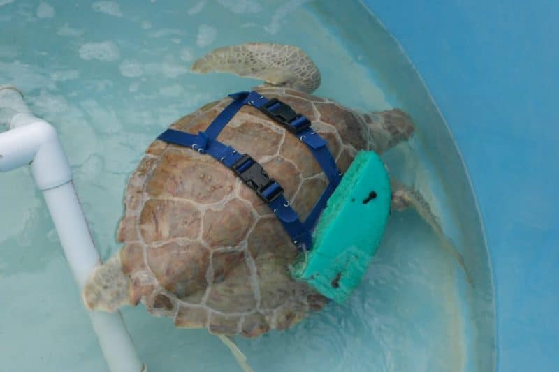 Bewegende Tiergeschichten auf den Florida Keys
