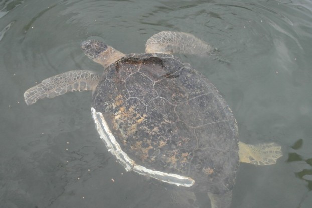 Turtle Hospital Florida Keys: Schildkröte nach Hai-Angriff