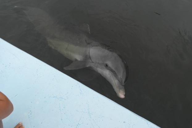 Delfin Jax im Dolphin Research Center Florida Keys
