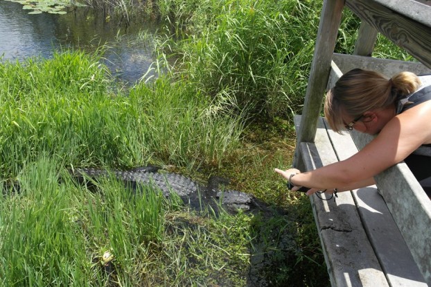 Nahaufnahmen eines Alligators im Big Cypress Preserve