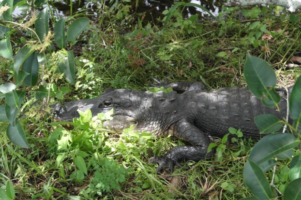 Alligator im Big Cypress Park nahe der Everglades
