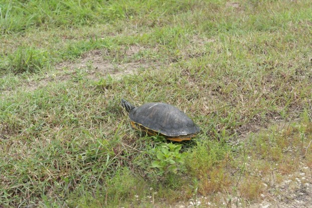 Schildkröte am Straßenrand im Big Cypress