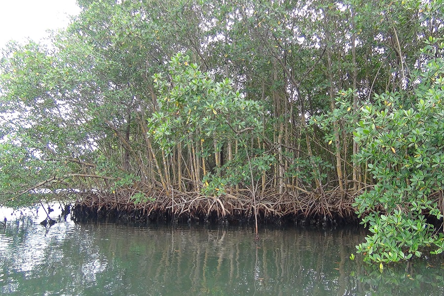 Fort Lauderdale Mangroven im State Park