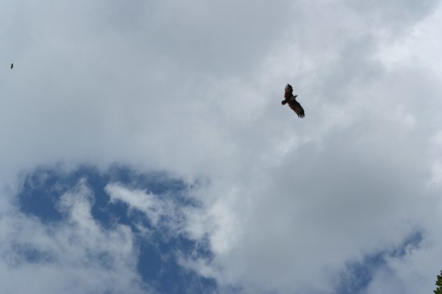 Natürliche Sehenswürdigkeiten Langkawi: Ein frei lebender See-Adler über den Mangroven