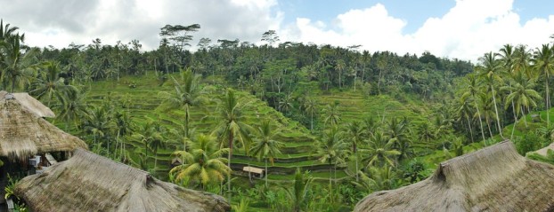 Reisterrassen Tegalalang bei Ubud (Bali)