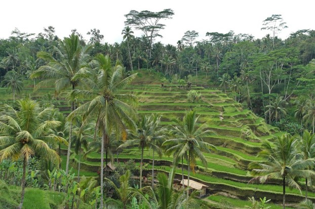 Rice Terraces Tegalalang / Ubud (Bali)
