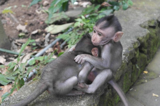 Babys im Ubud Sacred Monkey Forest - Affenwald Bali