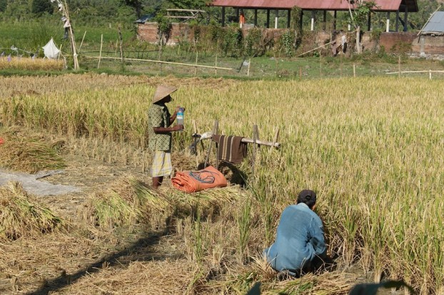 Reisbauern auf einem Feld im Norden von Lombok