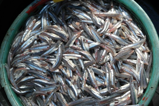 Fette Beute? Der Eimer winziger Fische ernährt auf Lombok vier Familien mehrere Tage