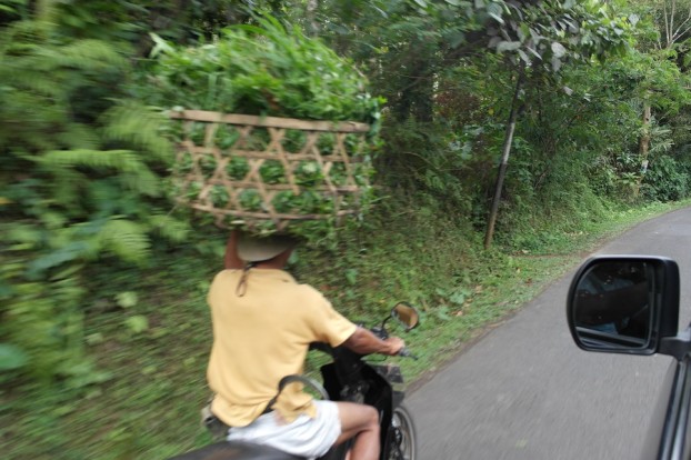 Unorthodox ist das Straßenleben auf Lombok
