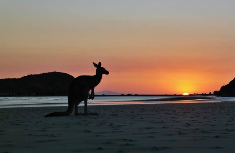 Cape Hillsborough: Ein magischer Morgen am Känguru-Strand