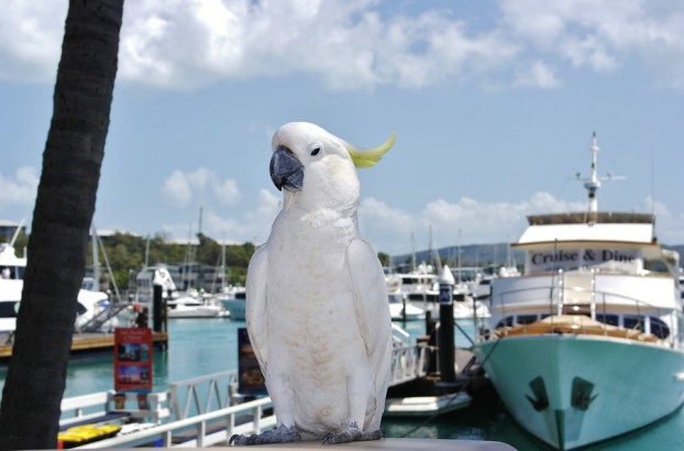 Kein seltener Gast: Kakadu im Hafen von Hamilton Island