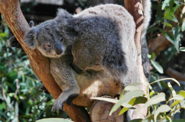 Im Wildlife Park Hamilton Island kann (wer es mag) mit den Koalas auch für ein Foto gekuschelt werden