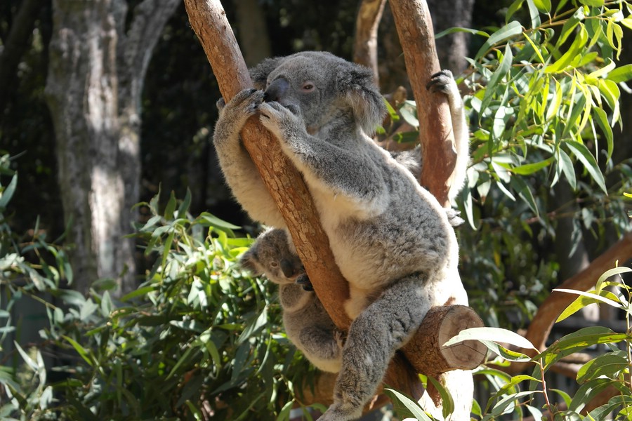 Neben dem Känguru eines der Nationalsymbole: Der Koala (hier mit Nachwuchs auf Hamilton Island)