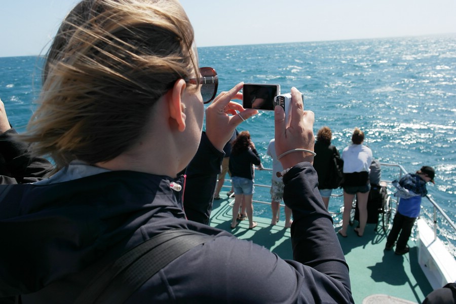 Eisiger Wind und freudige Erwatung: Whale Watching vor Hervey Bay