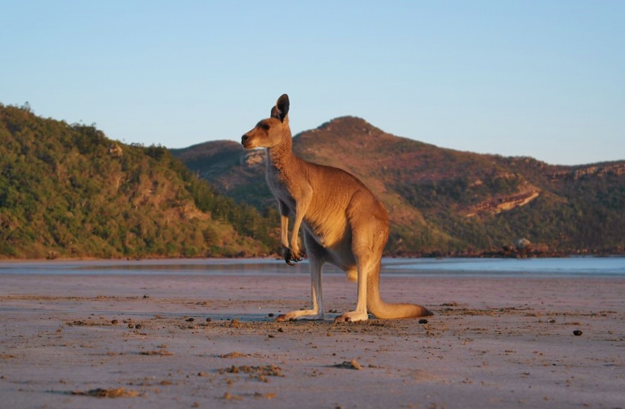 Kangaroo at the beach: Cape Hillsborough