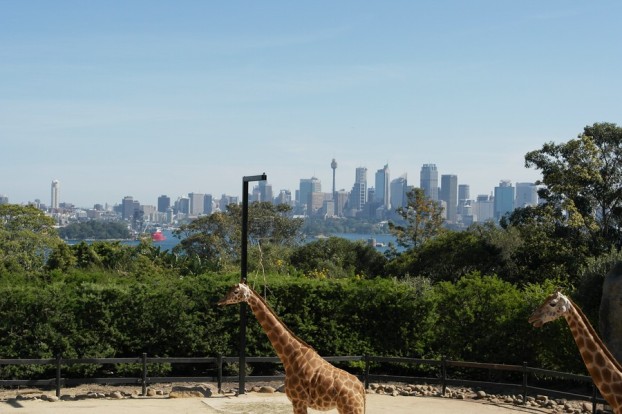 Giraffen mit Aussicht: Taronga Zoo Sydney