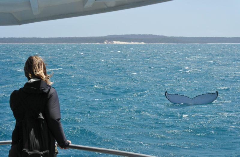 Hervey Bay: Im Kinderzimmer der Buckelwale