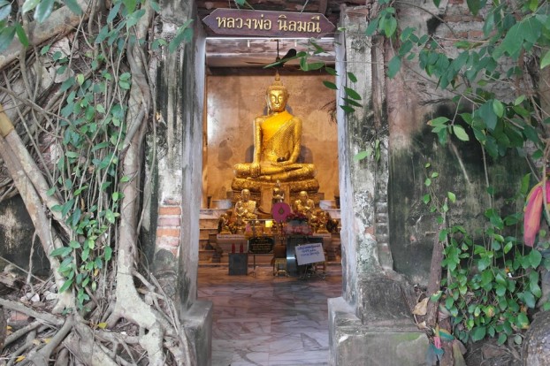Der Banyan Tree-Tempel  Wat Bang Kung mit goldenem Buddha