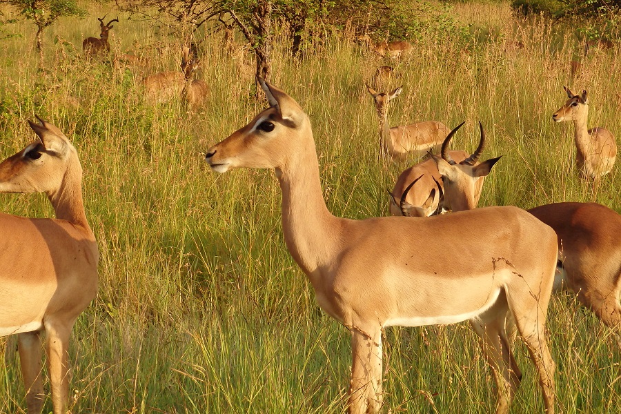 Impalas im Krüger Nationalpark Südafrika“ class=