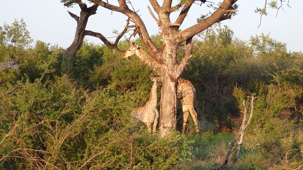 Giraffen-Mama mit Baby im Madikwe Game Reserve“ class=