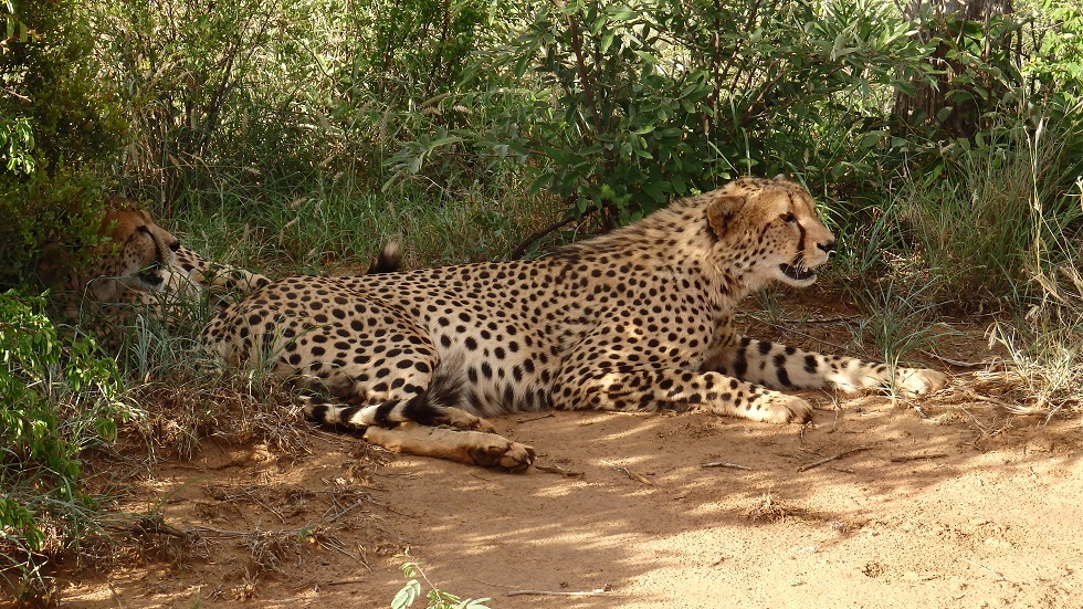 Cheetahs Geparden Madikwe Game Reserve“ class=