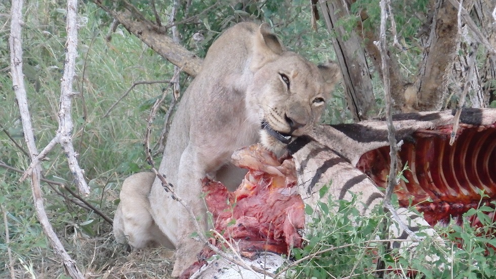 Zebra-Dinner: Löwin nach der Jagd im Madikwe Game Reserve“ class=