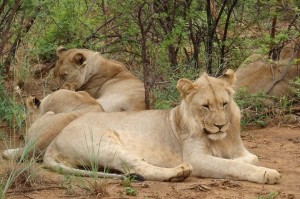 Löwen im Madike Game Reserve Südafrika
