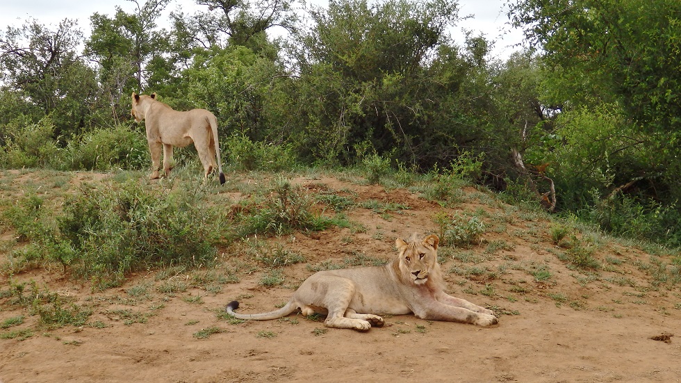 Lions at Madikwe Game Reserve South Africa“ class=
