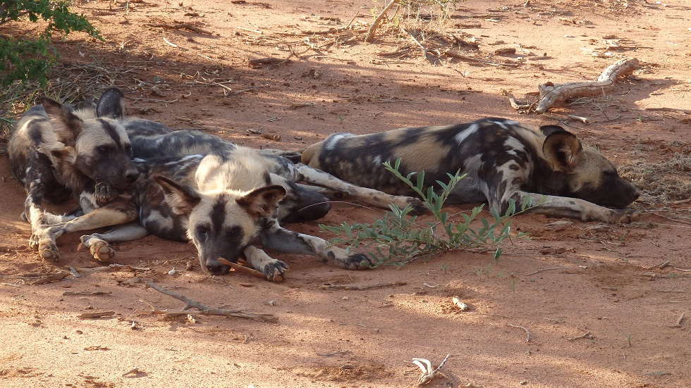 African Wild Dogs Madikwe Game Reserve Wildhunde“ class=