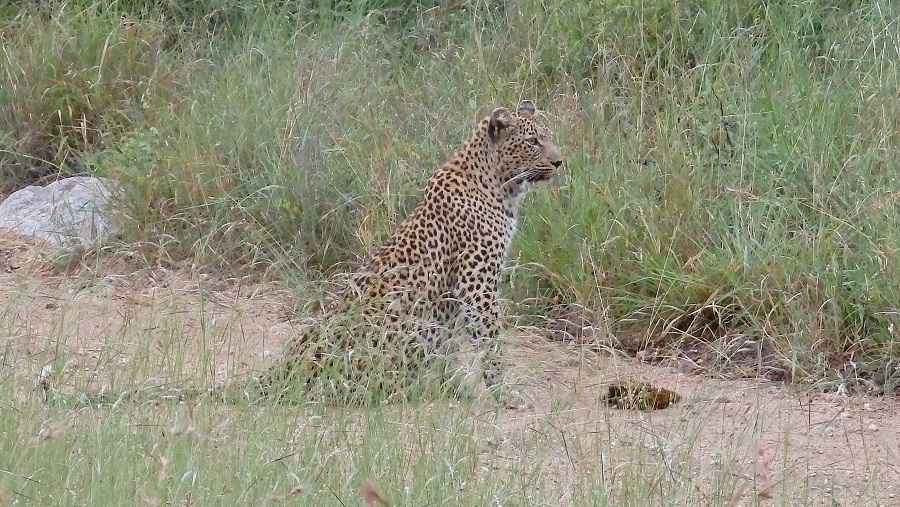 Leopard ganz entspannt im Sabi Sand Reservat Südafrika“ class=