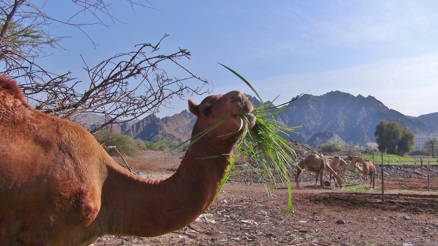 Muscat-Oman-Royal-Camel-Farm“class=