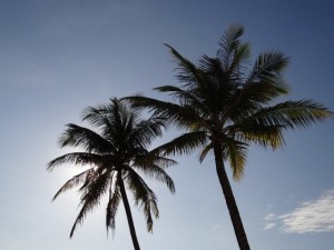 Urlaub im Juni unter Palmen