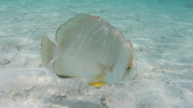 Auch unter Wasser stecken die Seychellen voller Schönheiten