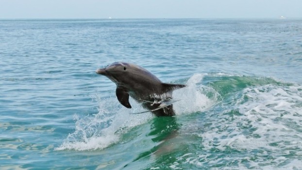 Delfin im August Urlaub