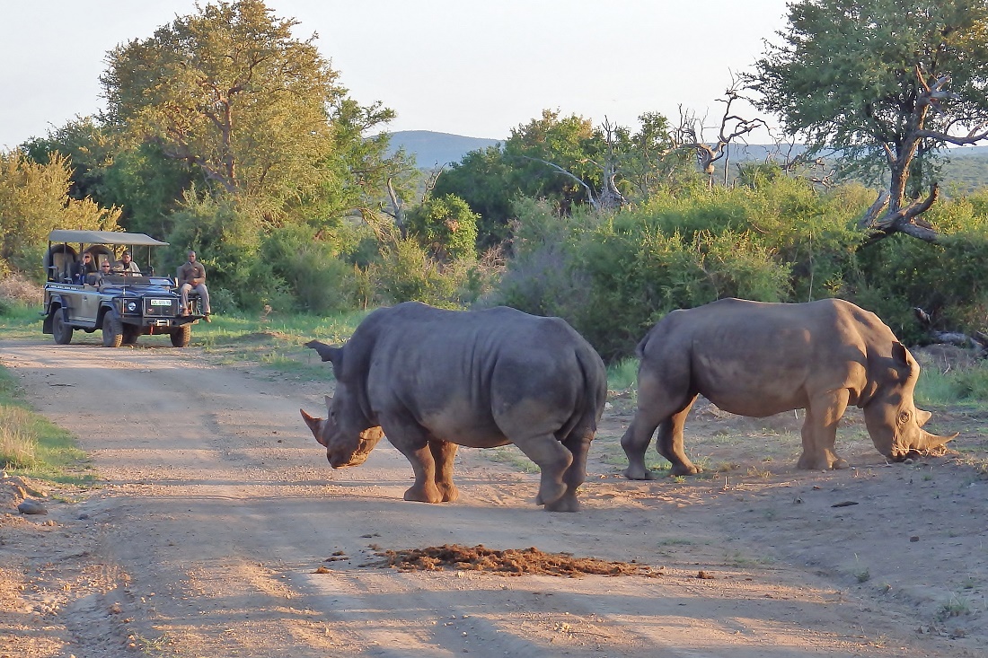 Madikwe Game Reserve: Wildlife & Genuss in Südafrika