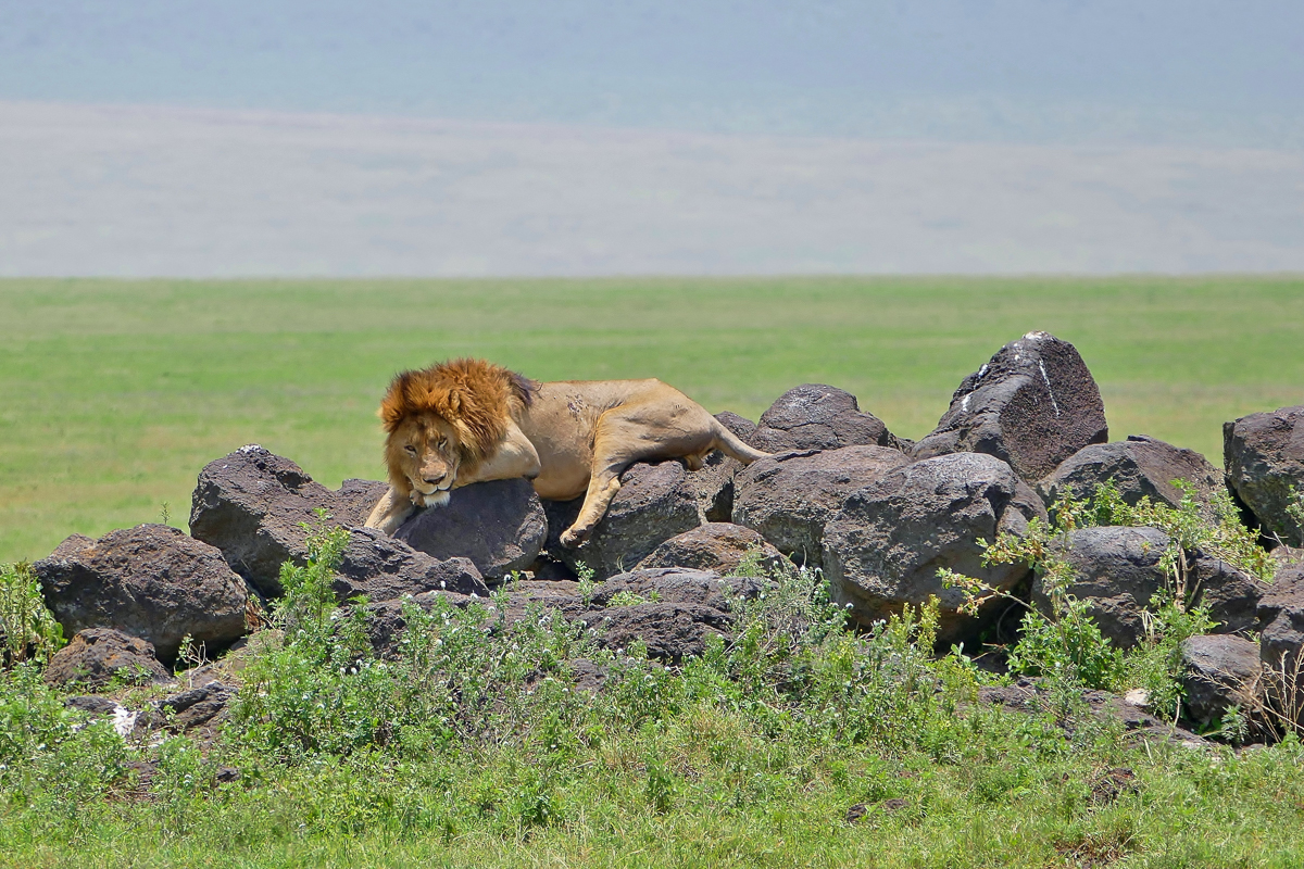 Löwe im Ngorongoro Krater Tansania“ srcset=