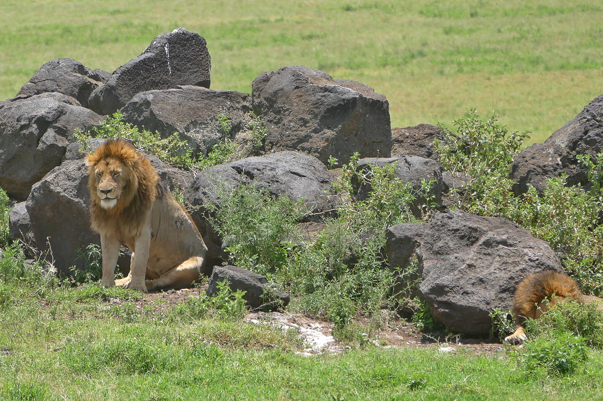 Zwei männliche Loewen im Ngorongoro Krater Tansania