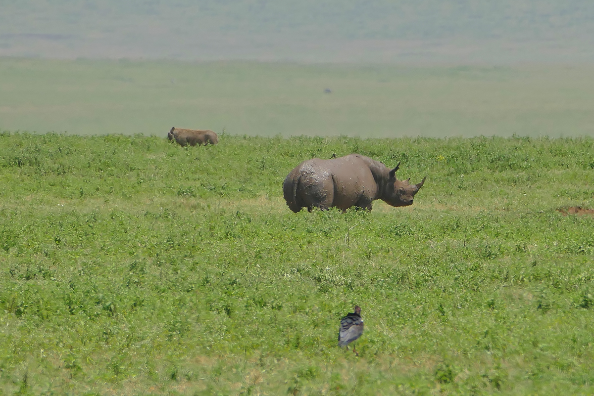 Nashorn Black Rhino im Ngorongoro Krater“ srcset=