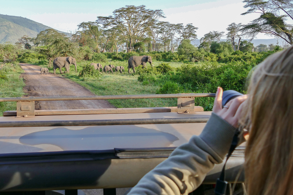 Elefanten Familie im Ngorongoro Krater“ srcset=