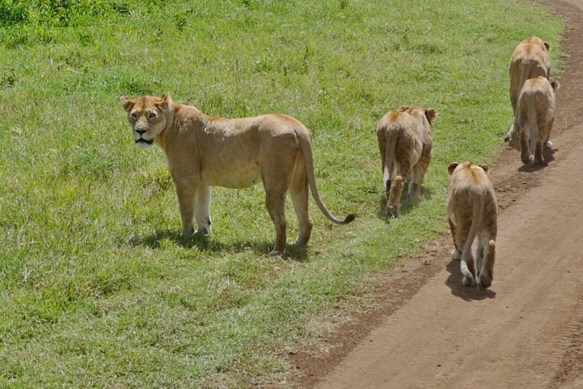 Löwen Rudel im Ngorongoro Krater“ srcset=